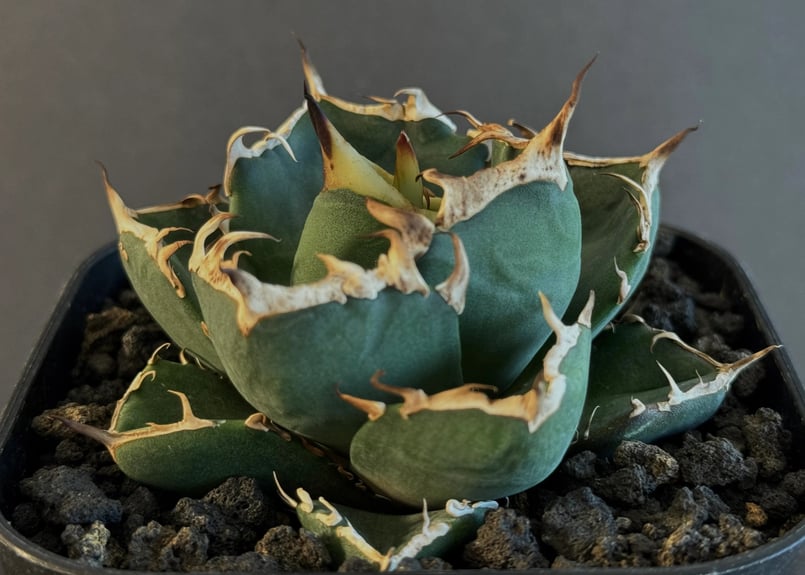 ［親株］アガベ　チタノタ　鬼爪　子株付き AGAVE TITANOTA 鬼爪】雪峰 アガベ チタノタ 子株