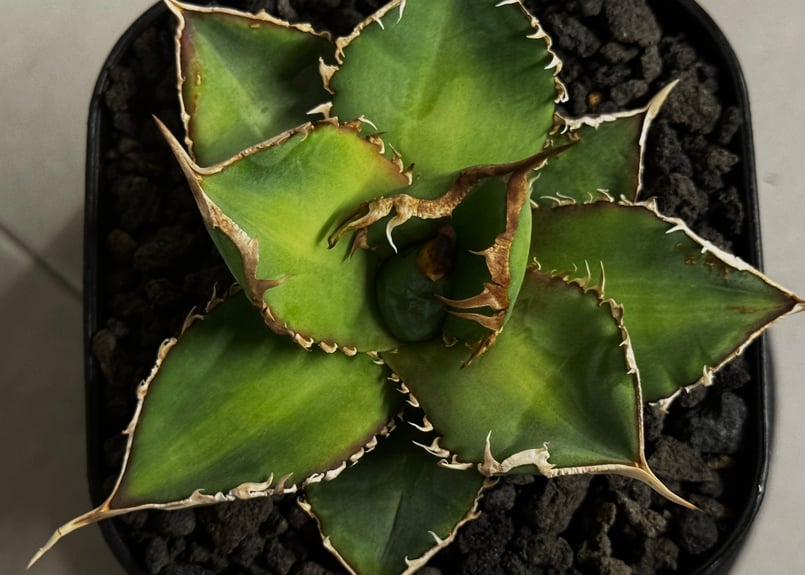 アガベ・チタノタ 緑幽霊（芽）-005｜agave titanota green ghost