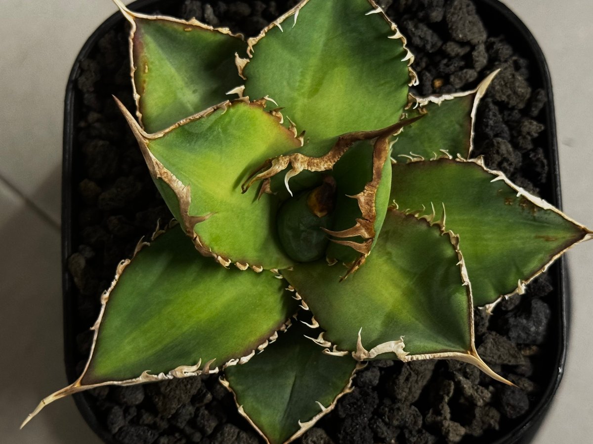 アガベ・チタノタ 緑幽霊（芽）-005｜agave titanota green ghost