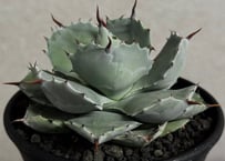 アガベ・チタノタ CG01 追星（芽/大）-011｜agave CG01/Cok | Plus