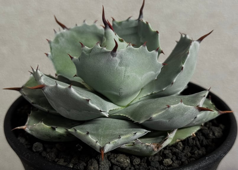 Royal agave産＞アガベ・イシスメンシス （小株）-003｜ agave isthm