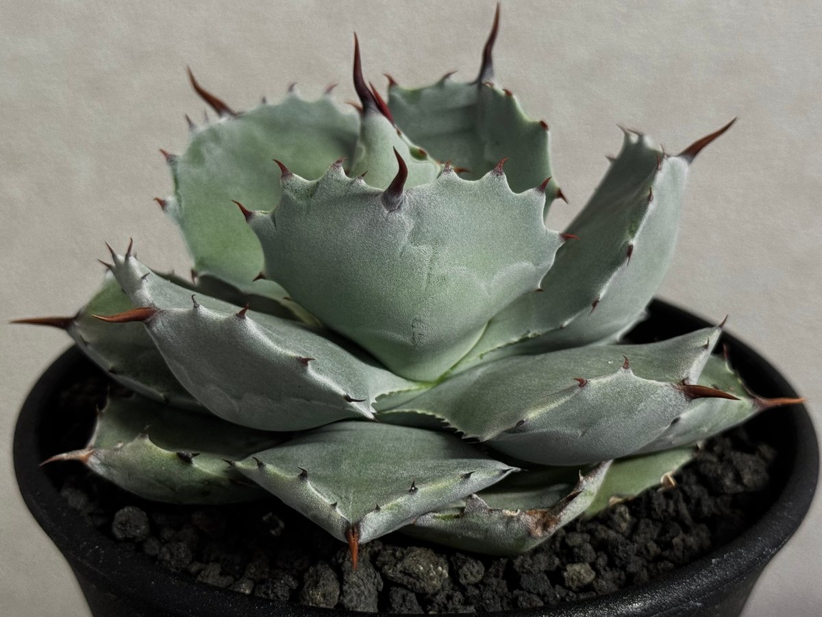 Royal agave産＞アガベ・イシスメンシス （小株）-003｜ agave isthm