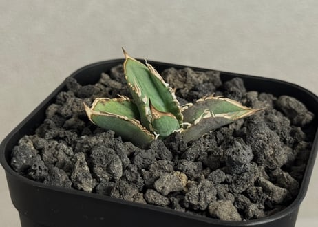 CATEGORY agave｜アガベ | Plus_Plants STORE