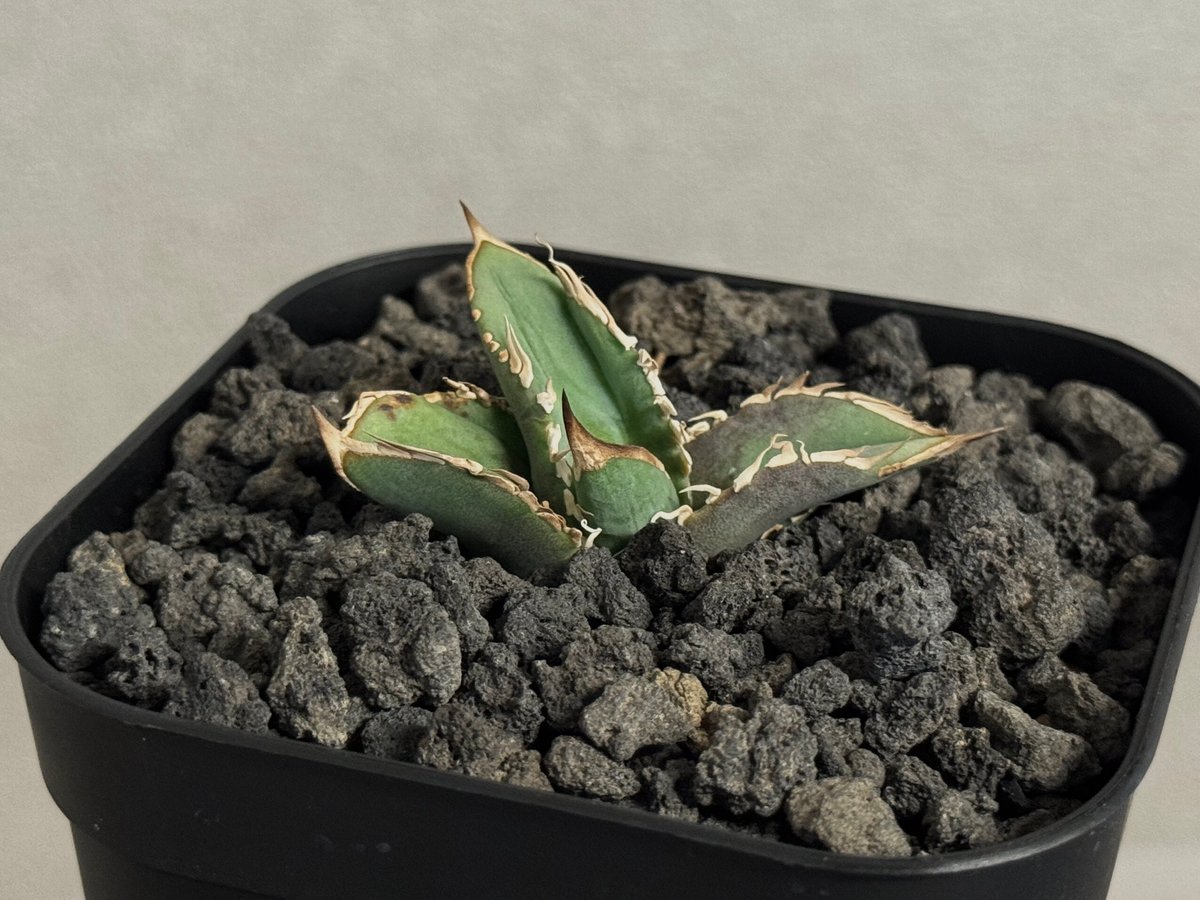 アガベ・チタノタ 巨歯鯊(芽)-004｜agave titanota megalodon |