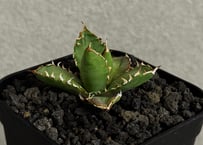 アガベ・チタノタ 圓葉拇指(フィリグリー)_ボールタイプ-005｜agave