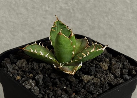 アガベ・チタノタ　徳尔塔(芽)-009｜agave titanota Delta
