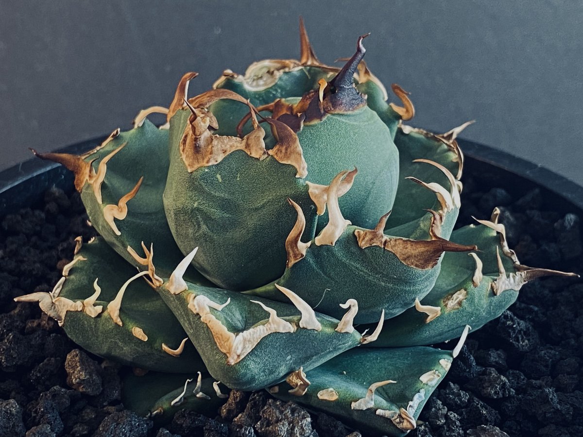 アガベ・チタノタ 魔丸-011|agave titanota imps | Plus_Plan アガベ・チタノタ 魔丸-011|agave titanota imps | Plus_Plan