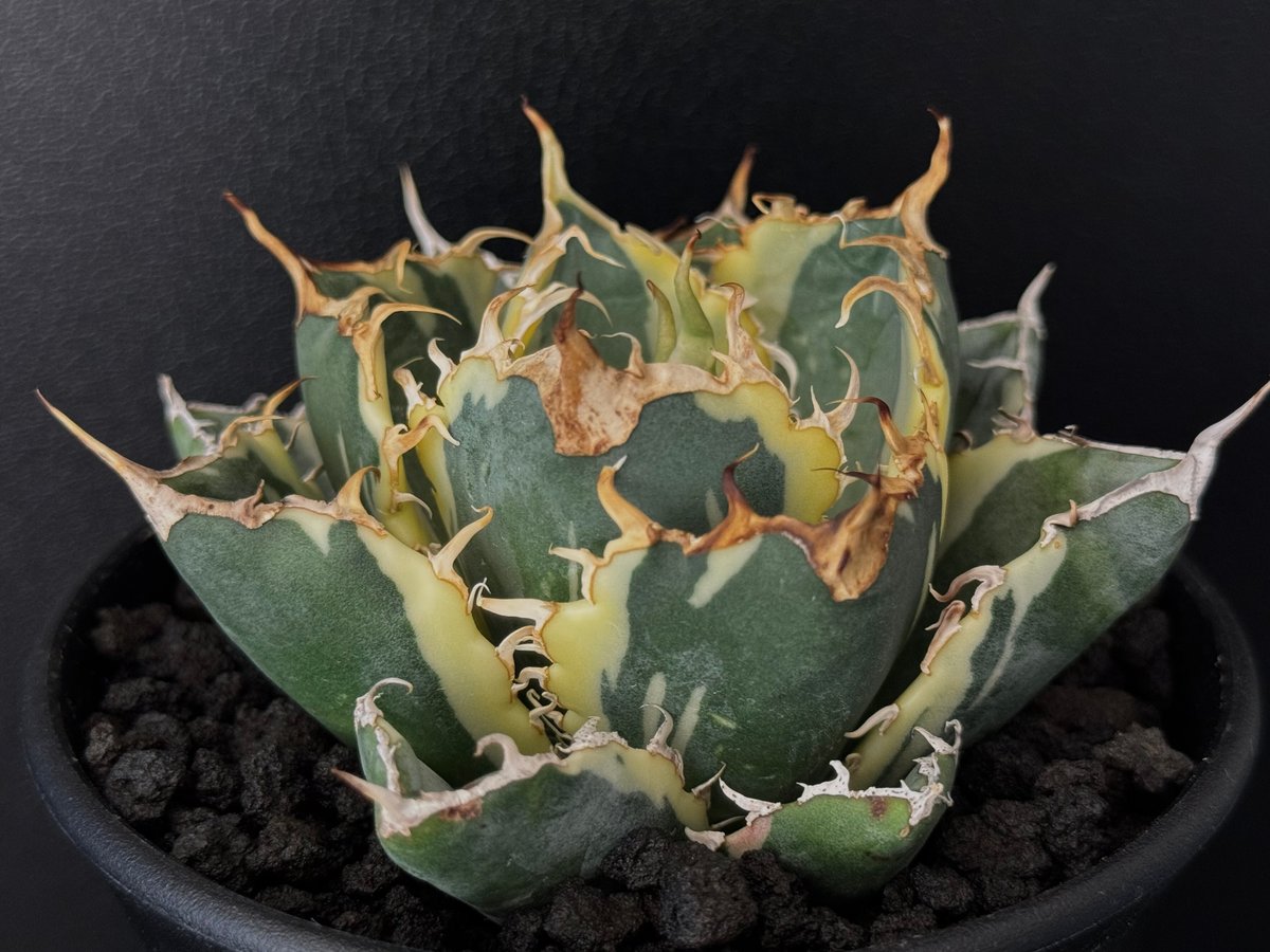 アガベ・チタノタ白鯨（覆輪）芽-007｜agave titanota white whale