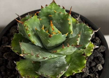 アガベ・姫蠍蟹 (小株)-014｜Agave gypsophila x isthmensis