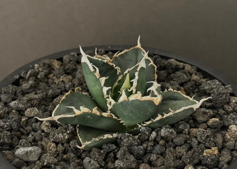 アガベ・チタノタ 狼人(芽)-023|agave titanota were wolf | P アガベ・チタノタ 狼人(芽)-023|agave titanota were wolf | P