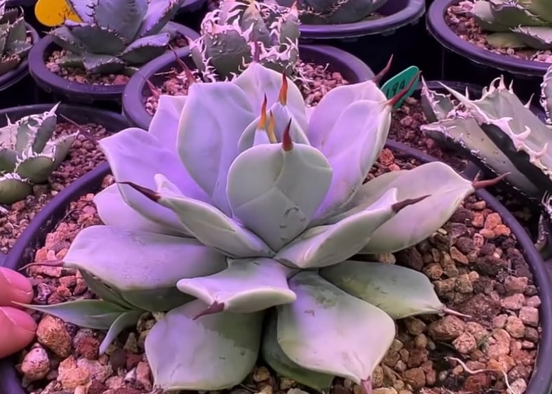 アガベ　一本刺 アガベ・一本刺｜（芽）-003｜ agave isthmensis inermis | Plu