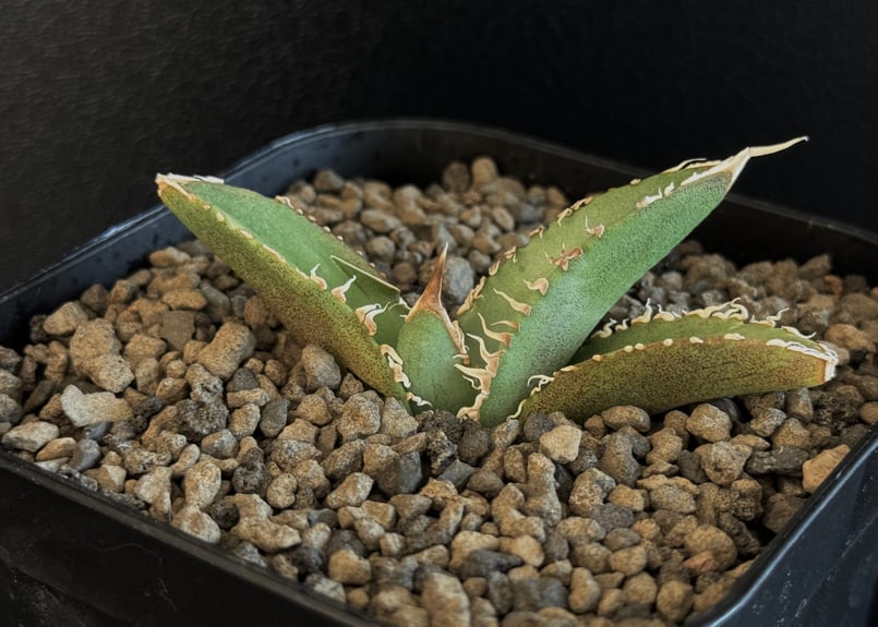 アガベ・チタノタ 万妖后（芽）-001｜agave titanota wan yao hou