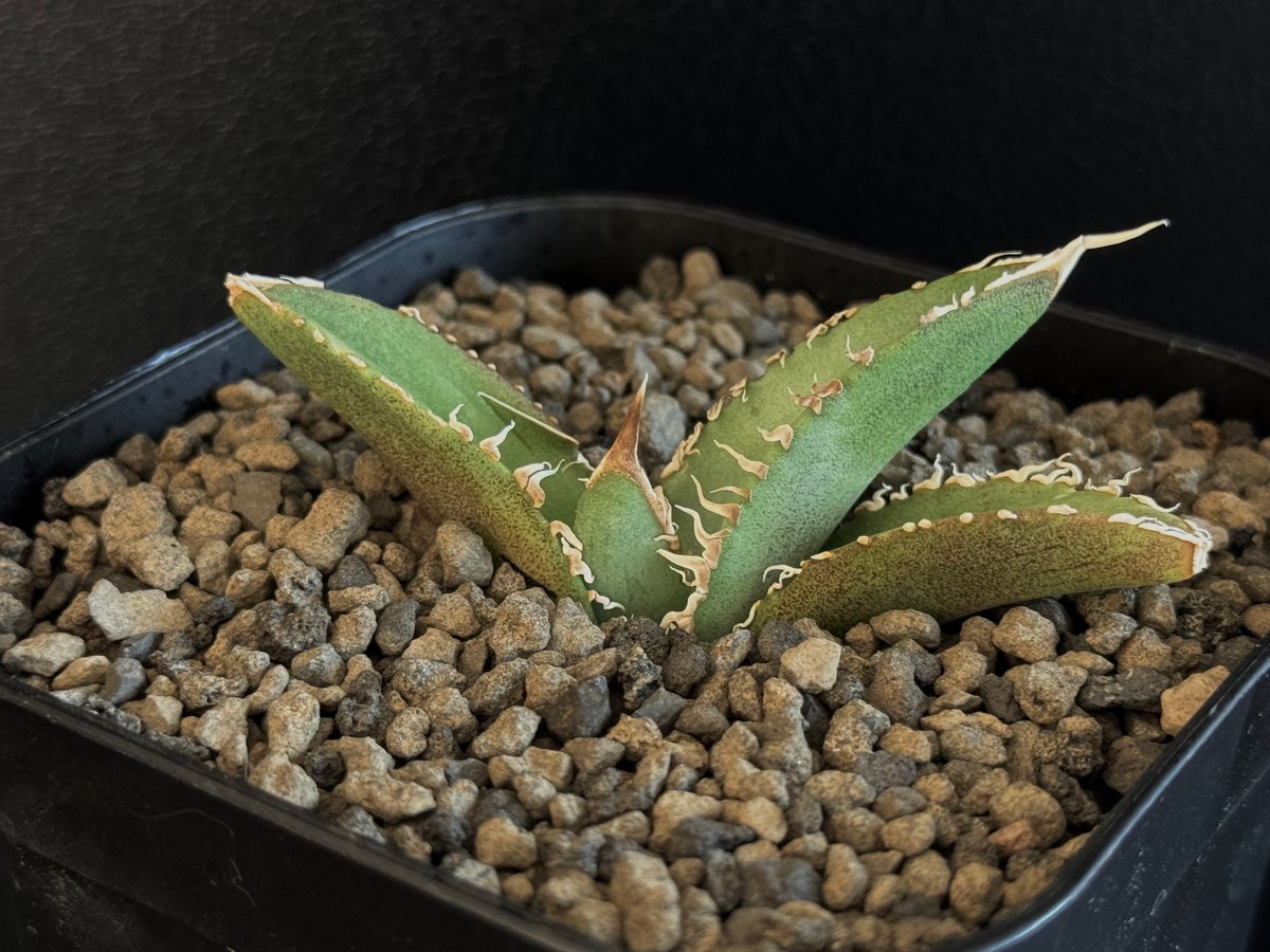 妖狐 】アガベチタノタ龍球會産/発根済み/天芽超絶バンド親株2枚目参照