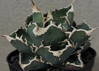 アガベ・チタノタ白鯨（ボールタイプ）大-040｜agave titanota