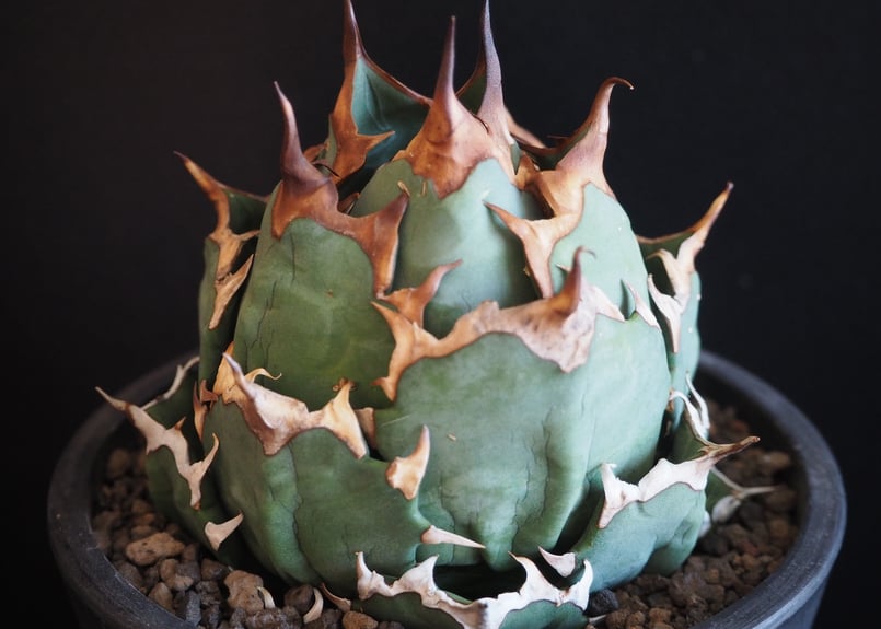 アガベ・チタノタ 姫厳竜（ボールタイプ）中-090｜agave titanota  