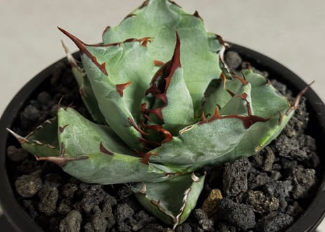 アガベ ハイブリッド・甲蟹×姫厳竜 (小株/実生)-005｜Agave hybrid isthmensis × titanota dwarf