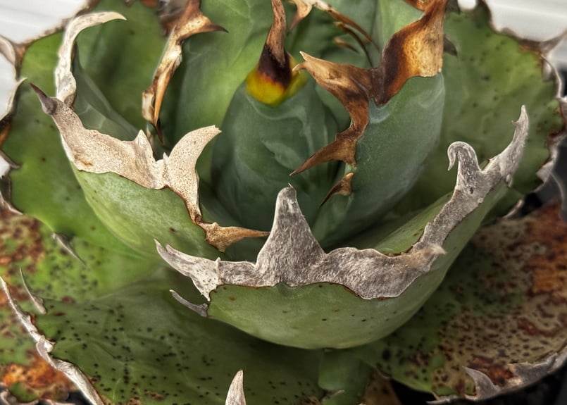 アガベ・チタノタ 阿修羅-020｜Agave titanota ashura | Plus_P