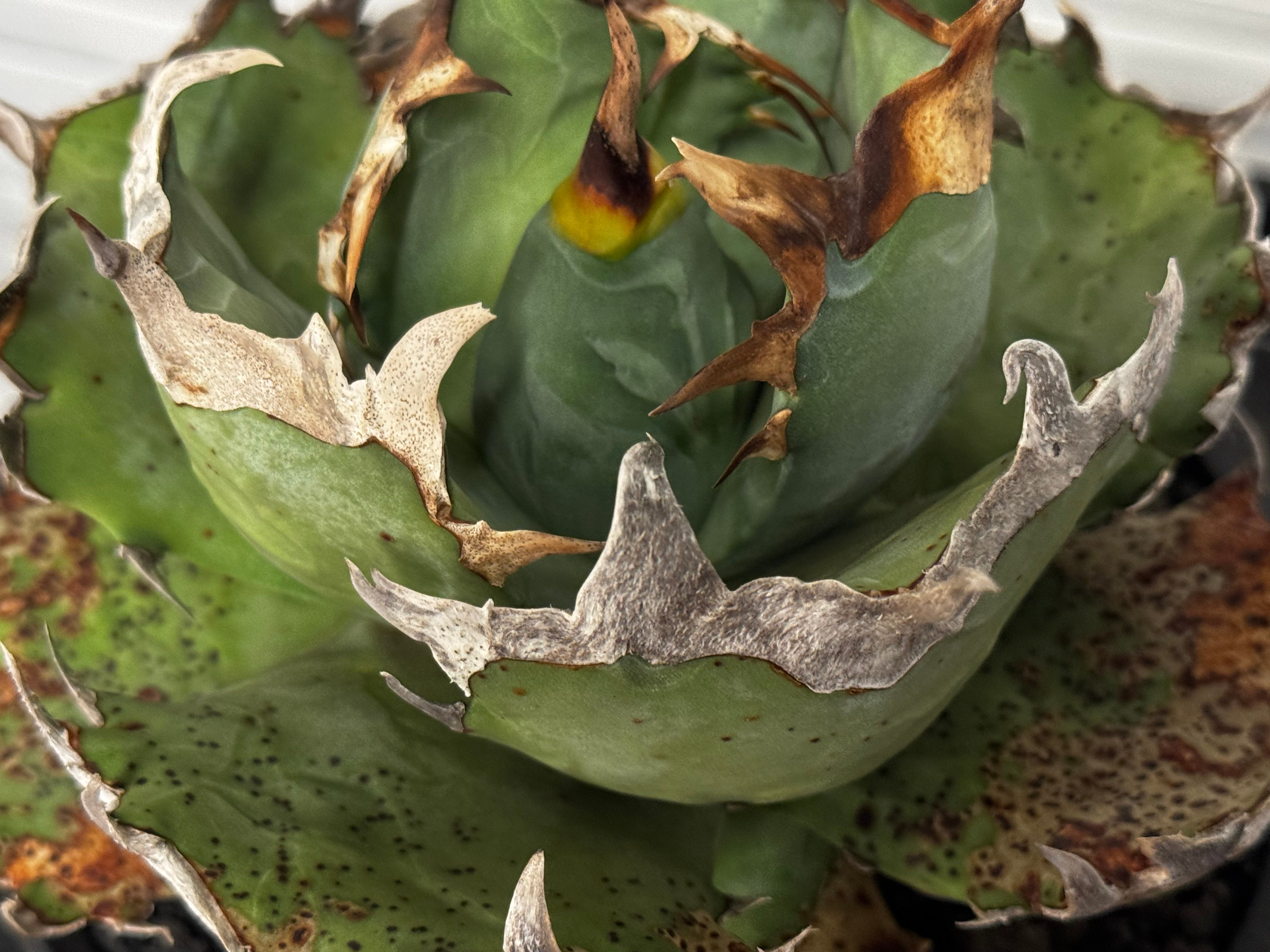 アガベ・チタノタ 阿修羅-020｜Agave titanota ashura | Plus_P