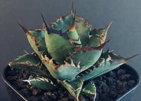 アガベ・チタノタ シーザー（凱撒）中-019｜agave titanota