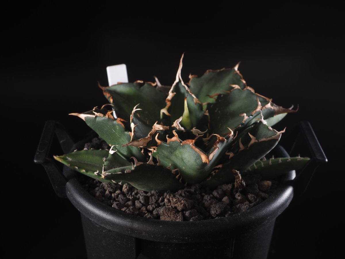 Agave titanota 黒厳竜　黒厳龍　希少　 アガベ　チタノタ　　PRP Agave titanota 黒厳竜 黒厳龍 希少 アガベ チタノタ PRP - メルカリ
