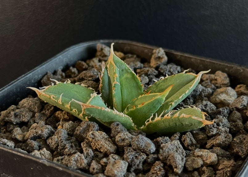 アガベ・チタノタ LQH_3(芽)-003｜agave titanota LQH_3 | Pl