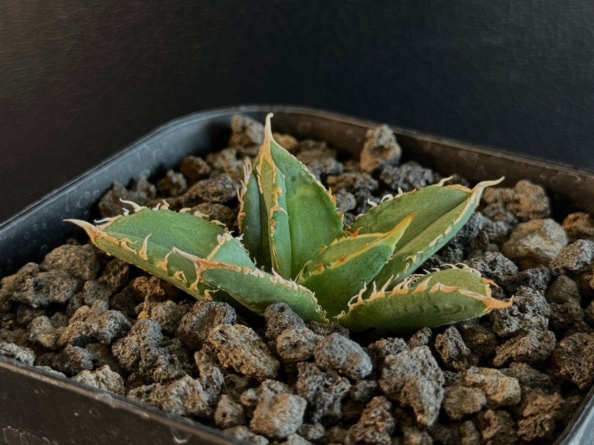 アガベ・チタノタ LQH_3(芽)-003｜agave titanota LQH_3 | Pl