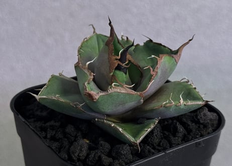 アガベ・チタノタ 黒豹（芽）-064｜agave titanota black panther
