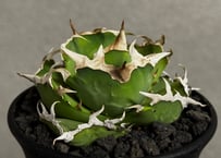 アガベ・チタノタ 萬代 X 厳竜（寛版刺）子株-002｜agave titanota×loph