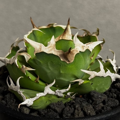 アガベ螃蟹 | STORES