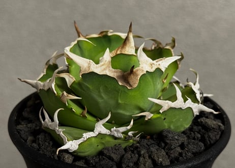 アガベ・チタノタ 中国螃蟹(厳選コンパクト)- 009|agave アガベ・チタノタ 中国螃蟹(厳選コンパクト)- 009|agave