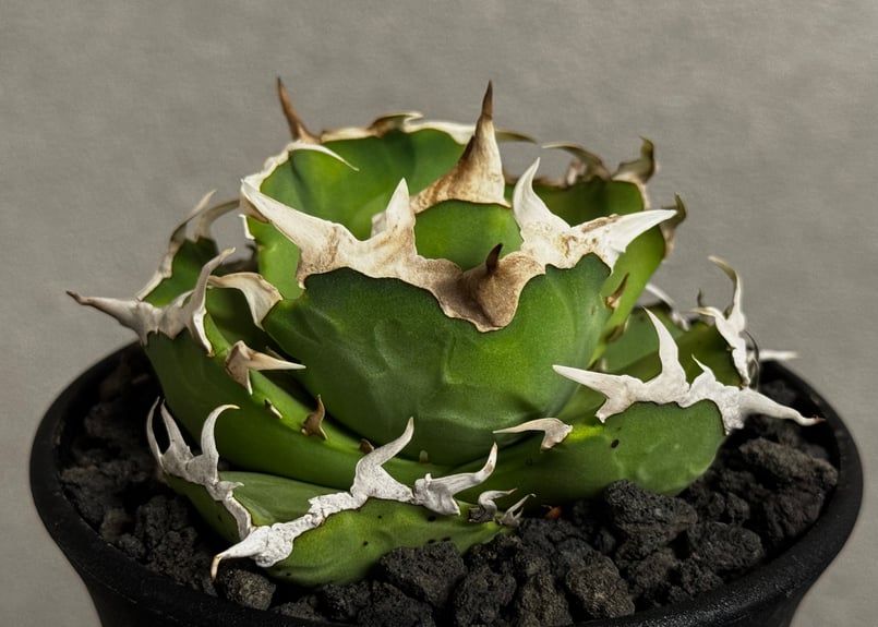 多肉植物　アガベ　チタノタ　雷帝甲蟹怪獣　 雷帝甲蟹怪獣 #アガベ #Agave #パキポディウム #Pachypodium