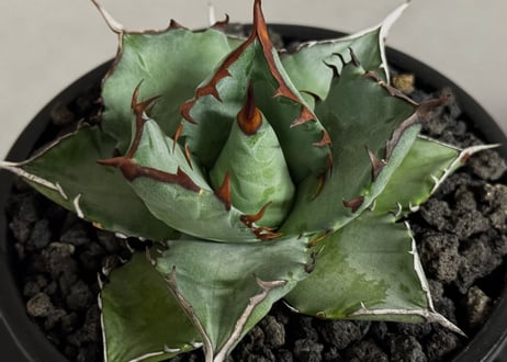 アガベ ハイブリッド・甲蟹×姫厳竜 (小株/実生)-001｜Agave hybrid isthmensis × titanota dwarf