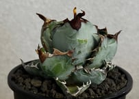 アガベ・チタノタ　ブラックアンドブルー-007｜agave titanota Black&Blue