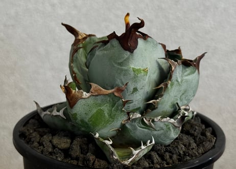 CATEGORY Titanota Black&Blue｜藍鯨 | Plus_Plants S