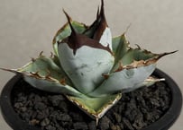アガベ・チタノタ 蚩尤（芽）-004｜agave titanota chiyou | Plus