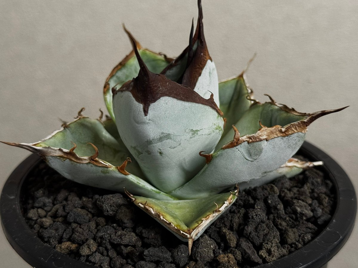 アガベ・チタノタ LQH_土（中株）008｜agave titanota saturn | P
