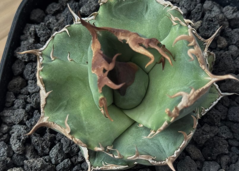 アガベ・チタノタ 白巫-004｜agave Titanota Wizard | Plus_Pl