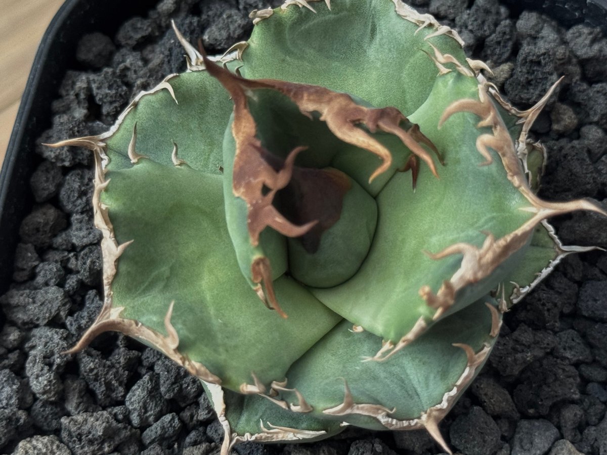 アガベ・チタノタ 白巫-004｜agave Titanota Wizard | Plus_Pl