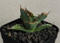 アガベ・姫蠍蟹 (小株)-002｜Agave gypsophila x isthmensis