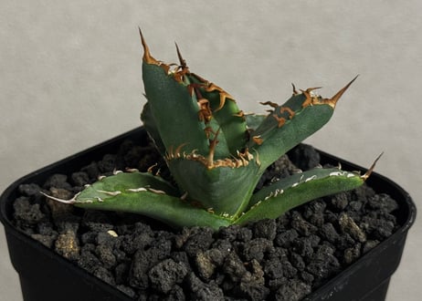 アガベ・チタノタ 黒犀牛（芽）-041｜agave titanota black rhino