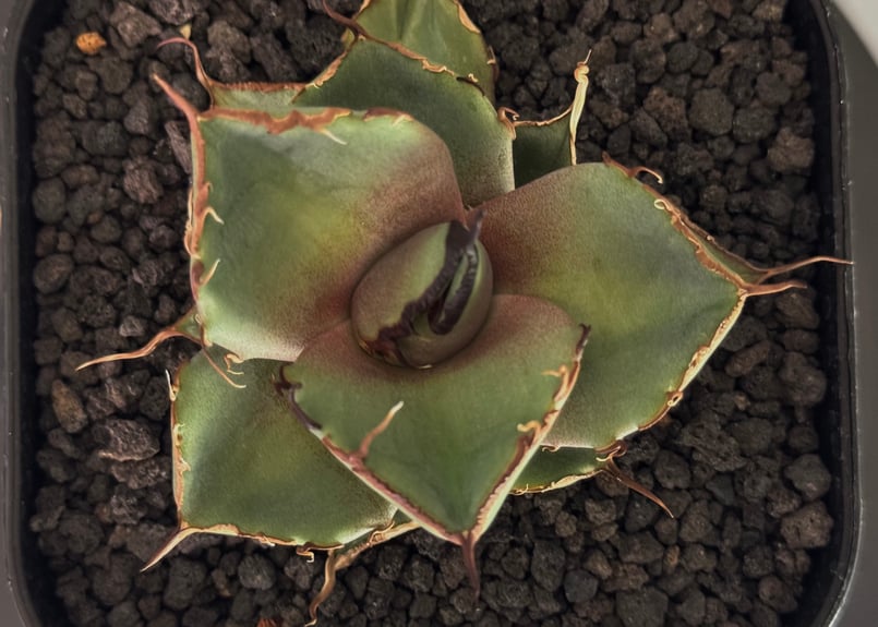 アガベ・チタノタ 黒豹（芽）-058｜agave titanota black panther