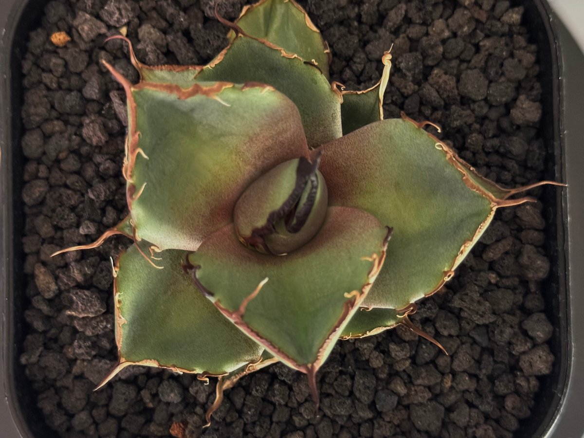 アガベ・チタノタ 黒豹（芽）-058｜agave titanota black panther