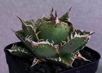アガベ・チタノタ　蒼龍(小株)-005｜agave titanota blue dragon