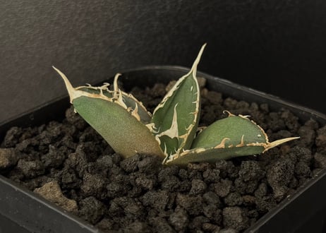 CATEGORY Titanota green ghost｜緑幽霊 | Plus_Plants