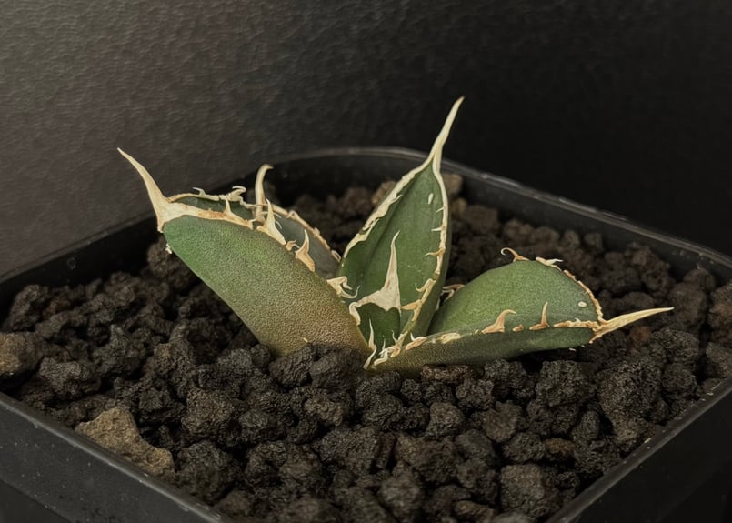 アガベ・チタノタ 緑幽霊(芽)-003|agave titanota green アガベ・チタノタ 緑幽霊(芽)-003|agave titanota green