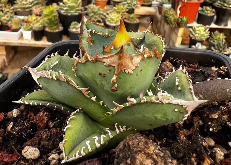 アガベ・チタノタ 鰐亀（芽）-001｜agave titanota alligator sna