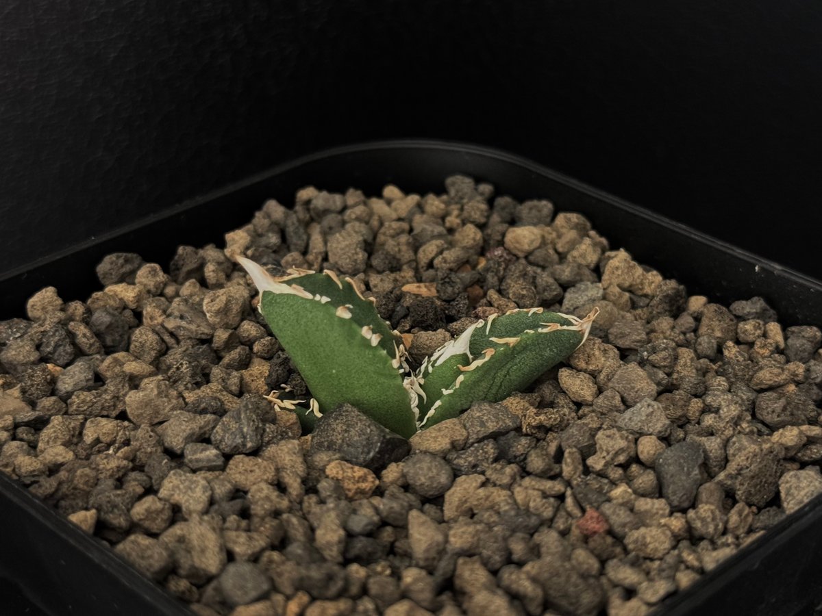 アガベ・チタノタ 天狼星(シリウス)-002｜agave titanota sirius |