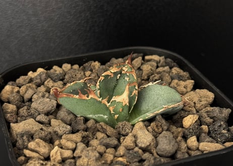 DJ plants 鰐亀 CATEGORY Titanota alligator snapper｜鰐亀 | Plus_P