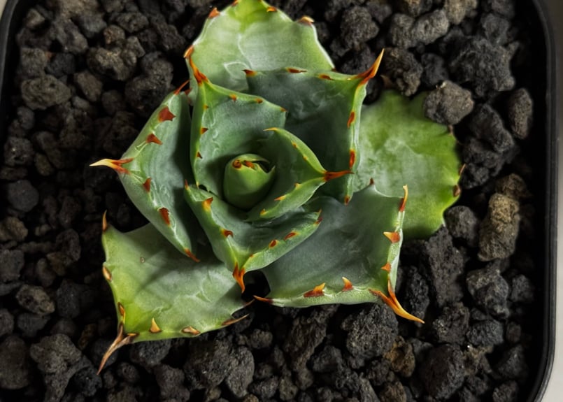 アガベ・姫蠍蟹 (小株)-009｜Agave gypsophila x isthmensis