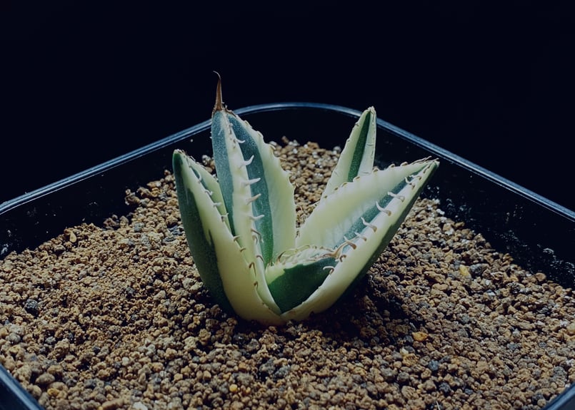 アガベ・チタノタ スナグルトゥース子株-002｜agave titanota snaggle...